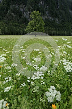 Logar valley under Slovenian alps.