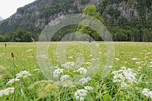 Logar valley under Slovenian alps.