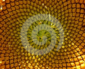 Logarithmic spiral in the sunflower