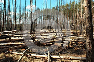 Logged area in a pine forest