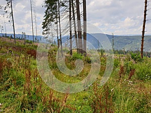 Logged forest in Apuseni mountains, Romania photo
