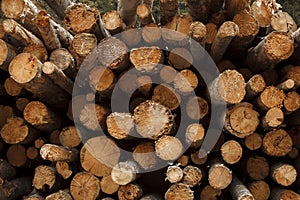 Logged pine trees stacked high showing annual growth rings, Montana, Usa photo