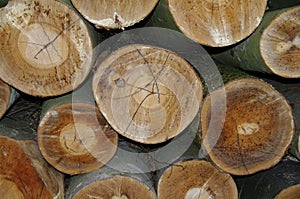 Logged trees background texture