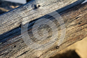 Logged trees next to each other and used in setting up temporary structures. Selective focus