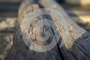 Logged trees next to each other and used in setting up temporary structures. Selective focus