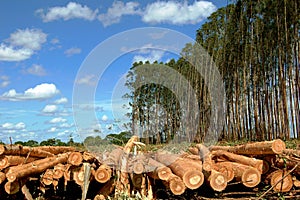 Logged wood