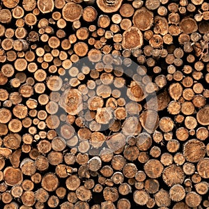 Logged Wood of Varying Sizes photo