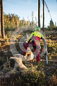 Logger man cutting a tree with chainsaw. Lumberjack working with chainsaw during a nice sunny day. Tree and nature. People at work