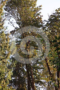 Logger Sawing Branches from high up in tree