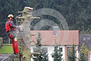Logger at work with chainsaw