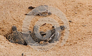 Loggerhead baby sea turtles hatching in a turtle farm in Sri Lanka, Hikkaduwa