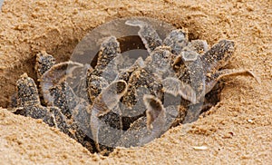 Loggerhead baby sea turtles hatching in a turtle farm in Sri Lanka, Hikkaduwa