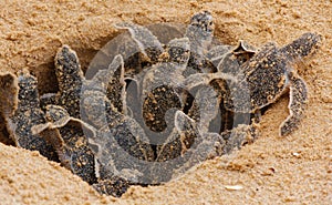 Loggerhead baby sea turtles hatching in a turtle farm in Sri Lanka, Hikkaduwa