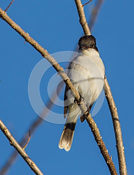 Loggerhead Kingbird close-up