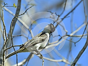 Loggerhead Kingbird (Tyrannus caudifasciatus)