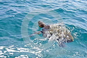 The Loggerhead Sea Turtle