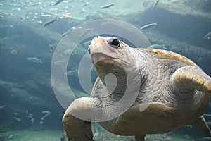 Loggerhead sea turtle