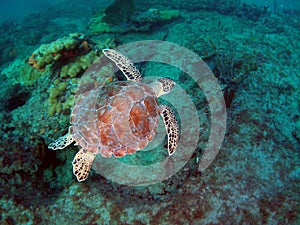 Loggerhead Sea Turtle