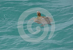 Loggerhead sea turtle