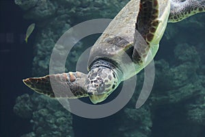 Loggerhead sea turtle Caretta caretta