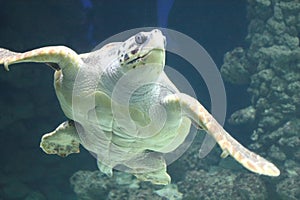 Loggerhead sea turtle Caretta caretta