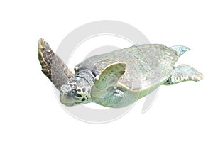 Loggerhead sea turtle Caretta caretta
