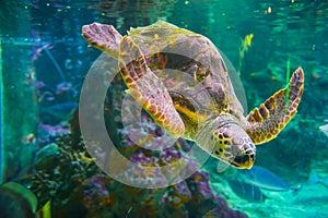 The loggerhead sea turtle, Caretta caretta