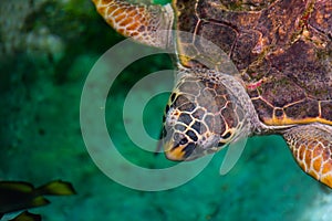 The loggerhead sea turtle, Caretta caretta