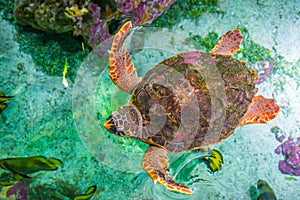 The loggerhead sea turtle, Caretta caretta