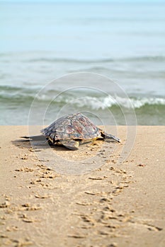 Loggerhead Sea Turtle (Caretta caretta)