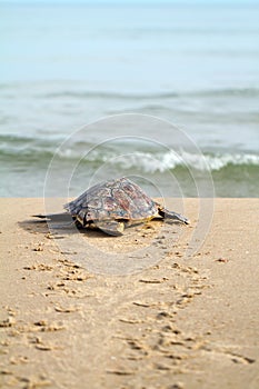 Loggerhead Sea Turtle (Caretta caretta)