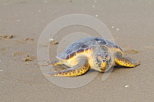 Loggerhead Sea Turtle (Caretta caretta)