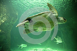 The Loggerhead sea turtle Caretta caretta.