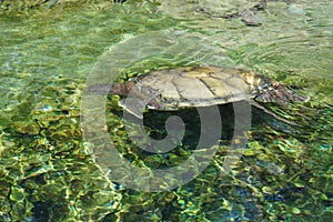 Loggerhead Sea Turtle - Caretta caretta