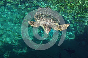 Loggerhead Sea Turtle - Caretta caretta