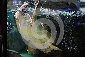 Loggerhead sea turtle (Caretta caretta).