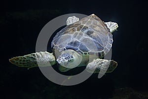 Loggerhead sea turtle Caretta caretta