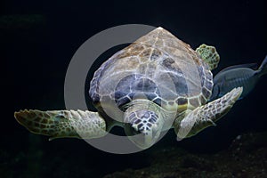 Loggerhead sea turtle Caretta caretta