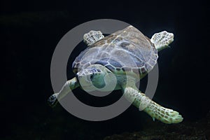 Loggerhead sea turtle Caretta caretta