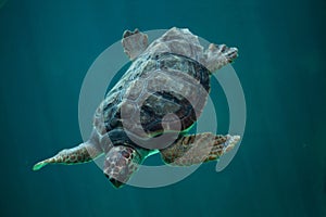 Loggerhead sea turtle Caretta caretta.