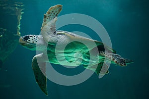 Loggerhead sea turtle Caretta caretta.