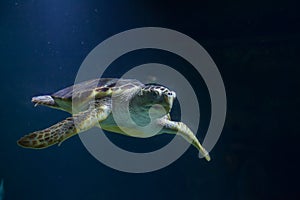 Loggerhead sea turtle Caretta caretta