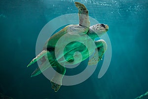 Loggerhead sea turtle Caretta caretta.