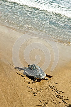 Loggerhead Sea Turtle (Caretta caretta)