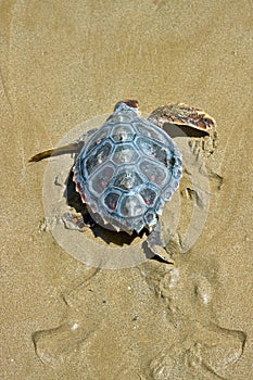 Loggerhead Sea Turtle (Caretta caretta)