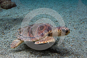 Loggerhead sea turtle Caretta caretta, also known as the loggerhead. Wild life animal
