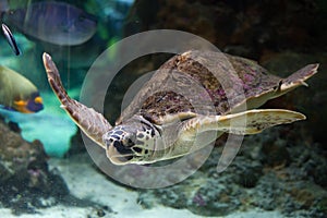 Loggerhead sea turtle (Caretta caretta). photo