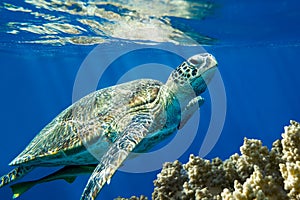 Loggerhead sea turtle Caretta caretta on the coral reef - Red Sea