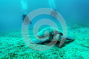 Loggerhead sea turtle Caretta caretta with diver - Red Sea