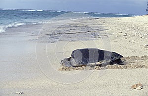 Loggerhead Sea Turtle, caretta caretta, Female going Back to Sea after Laying Eggs, Australia